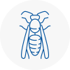 Tamworth Wasp Nest Removal